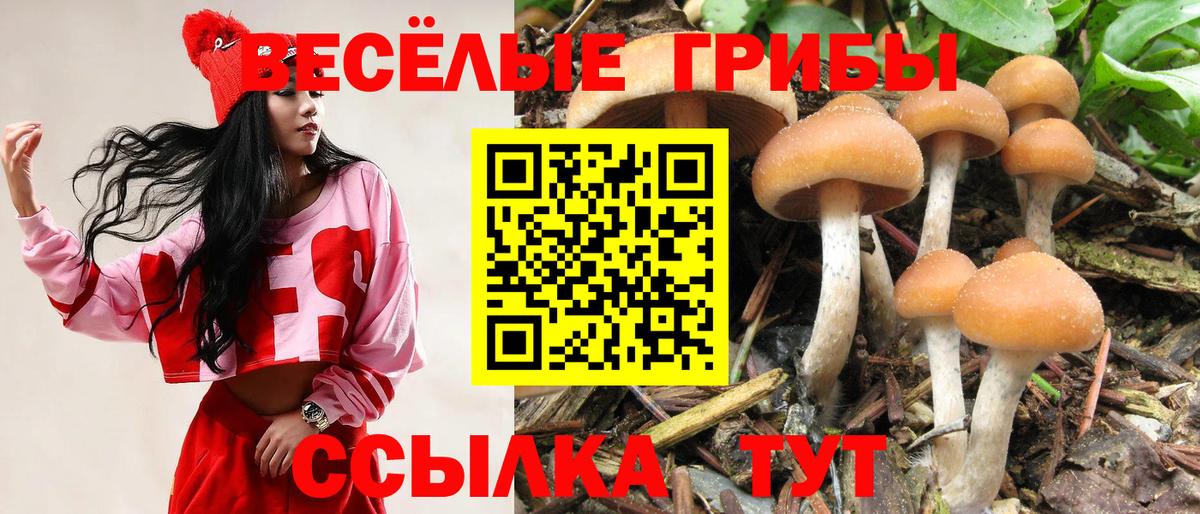 Галлюциногенные грибы GOLDEN TEACHER  Вход с VPN  Шелехов  Галлюциногенные грибы Psilocybine cubensis 